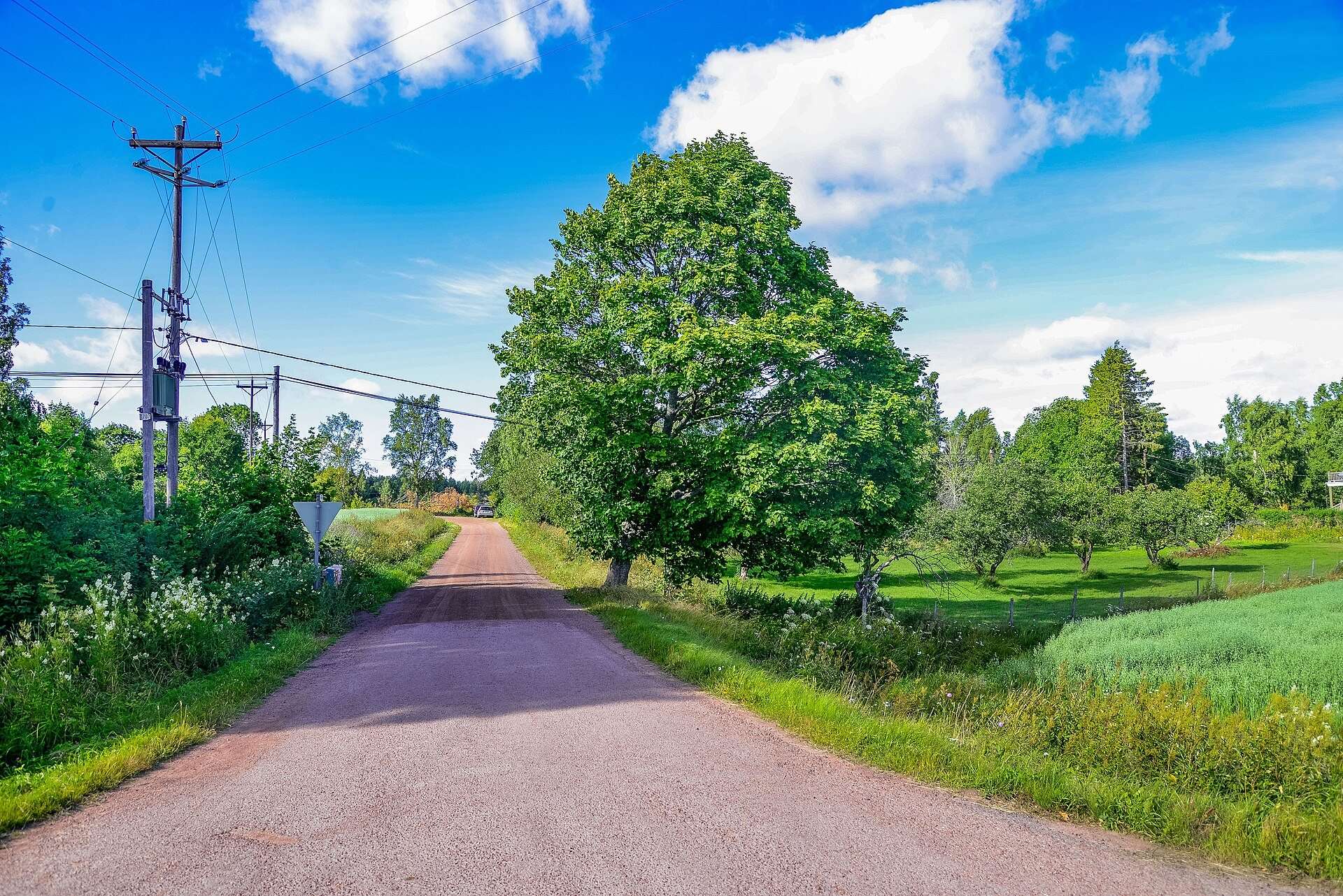 Landsväg genom Flaka by med lövträd och åkrar